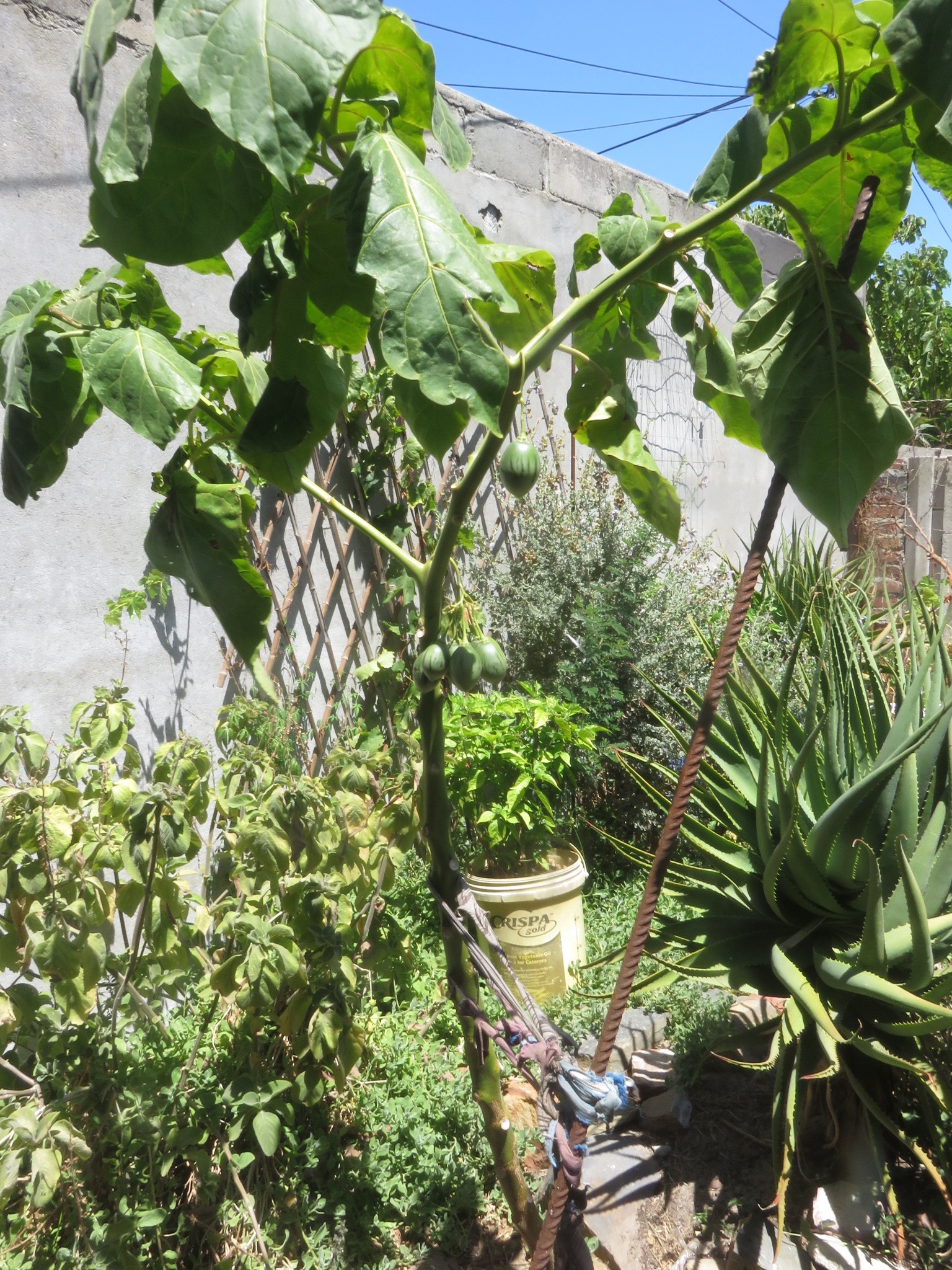 The tree looks haggard, due to drought, or heat, or poor feeding.