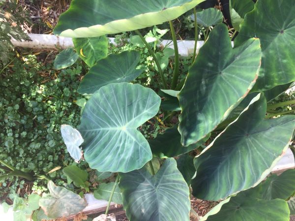 Taro, maize, tumeric and mint growing in waste water