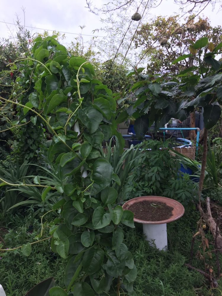 climbing spinach and weaver nests