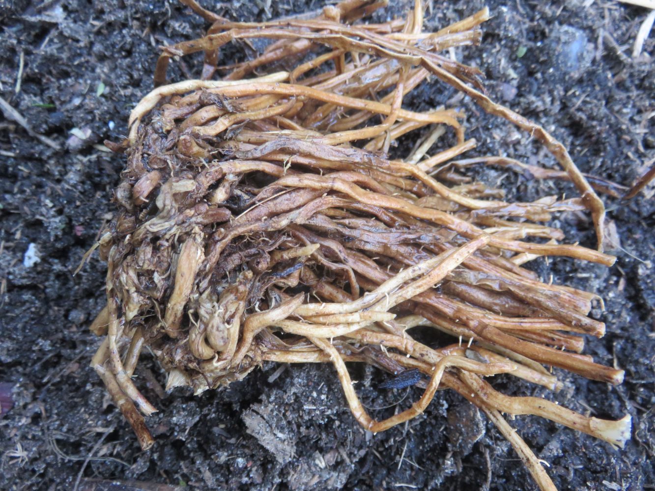 a bedraggled looking asparagus bulb