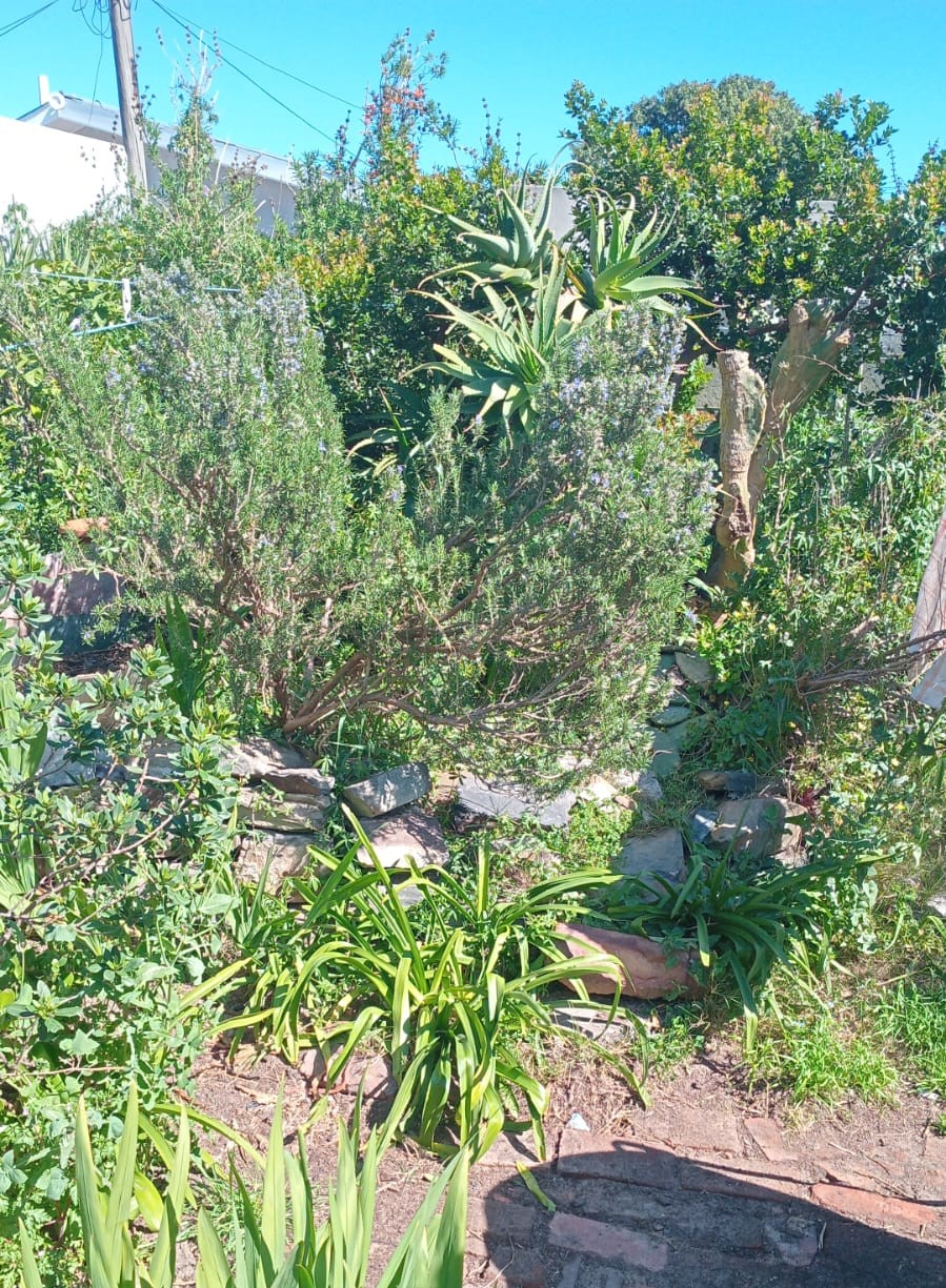 The wild margins of the back of the garden
