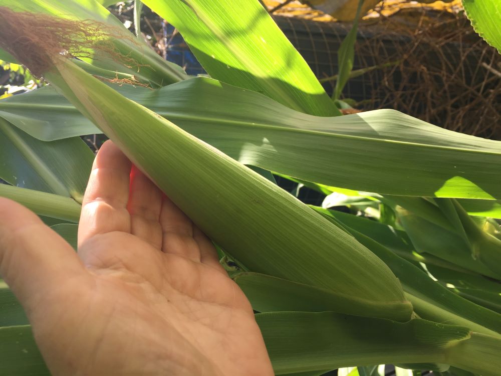 thick maize cob