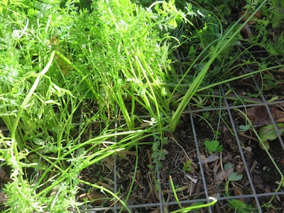 the carrot tops are large and lush and they have been growing for months