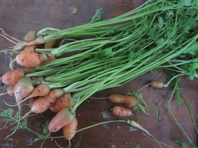 result is a delicious bunch of baby carrots