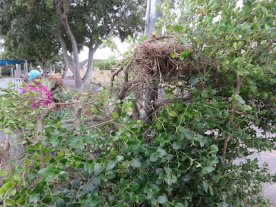 wild berries, thorns and birds