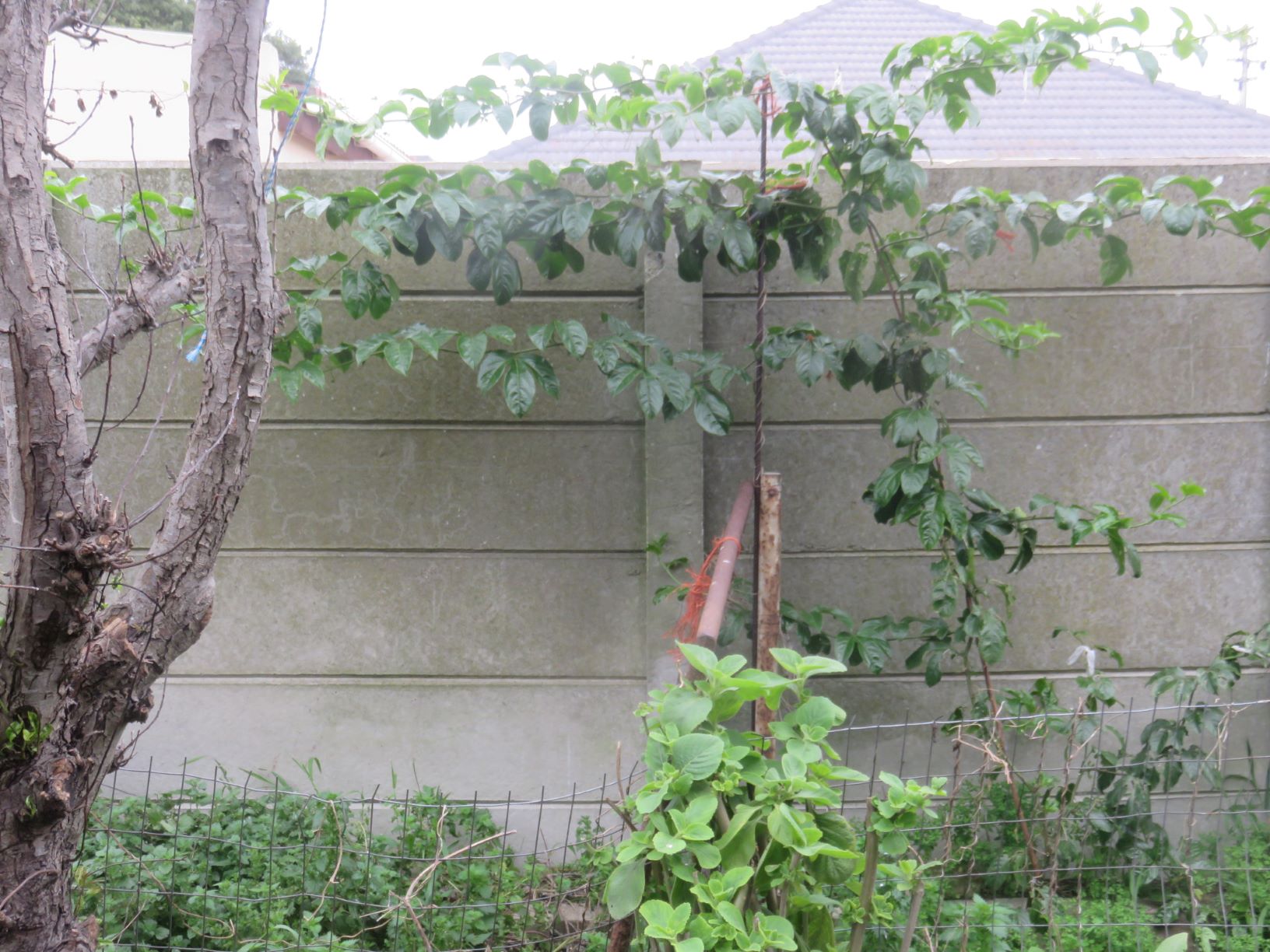 Nearly a year later, the vine gnawed to the brink of life is thriving