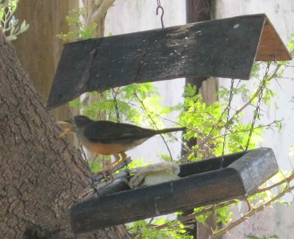 our thrush feeding from the bird tray, not scratching up my seedlings