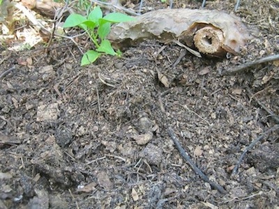 what is left of a neat row of chilis after the birds scratching in the area