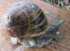 freaky snail
