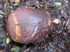 a germinating acorn: emerging radicle