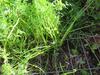 the carrot tops are large and lush and they have been growing for months