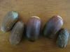 Quercus ilex (cork oak) acorns, the two fat smooth ones seem to be good still, and may give a tree for free...made for dry summers in the Mediterranean 