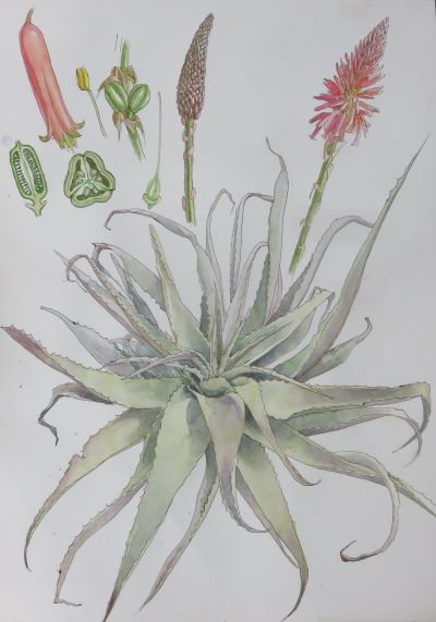 Aloe watercolor painting, available as prints here