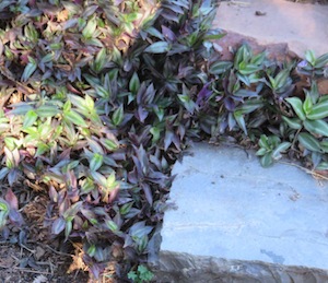 use steps to change levels rather than paved slopes. It saves soil and water and plants love to grow around them