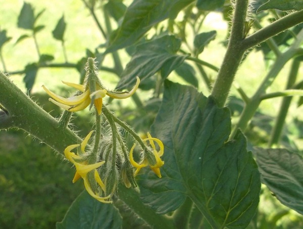 A tomato flower. Flowers help with placing nightshade plants into family and genera.