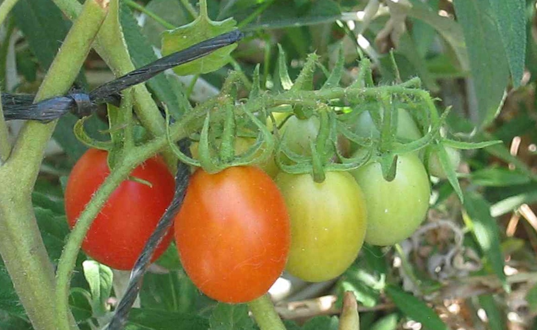 a rainbow of ripeness on the vine... growing organic tomatoes ensures a staggered harvest