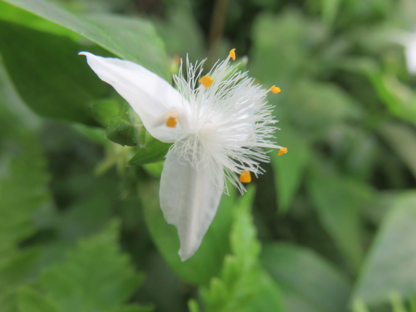 Tradescantia flower