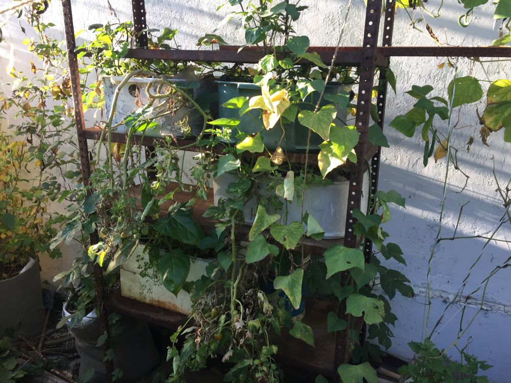 Tomatoes trailing from a shelf