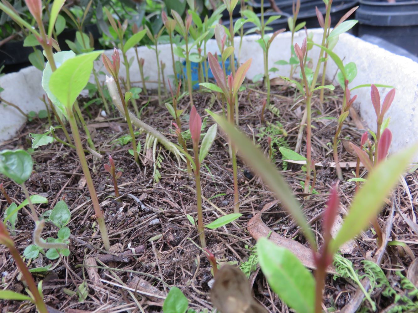 Attempts to increase urban biodiversity: growing Euclea racemosa seedlings.