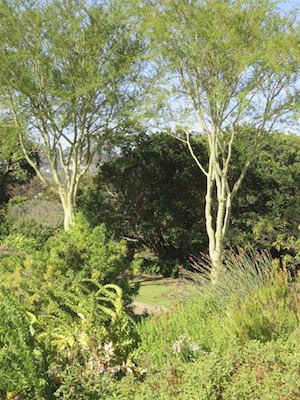 tall thin fever trees can supply moving shade