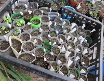 a seed sowing system of tubes cut from old bottles and closed underneath with crumpled newspaper