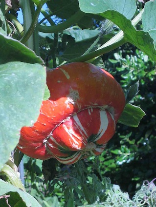 a gorgeous 'Turkish turban' pumpkin, growing in a permaculture garden
