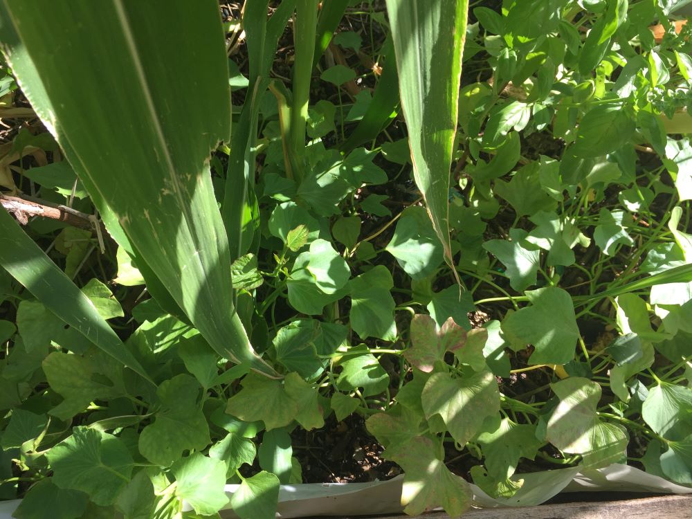 Sweet potato as a ground cover in the maize bed.