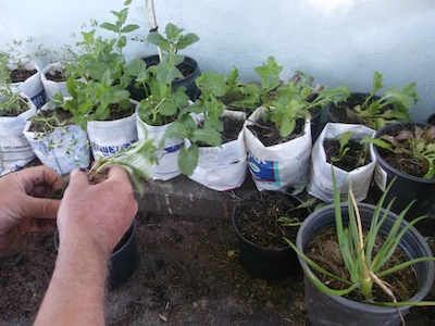 chard seedlings in milk bags