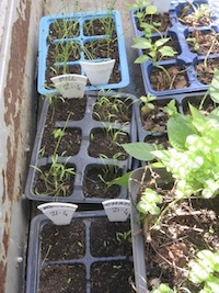 high water use vegetable seedlings