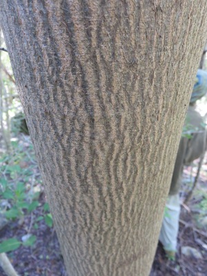 Sometimes the trees leaves are to high to use for identification and the bark is a good substitute. The bark of Vergilia divaricata.