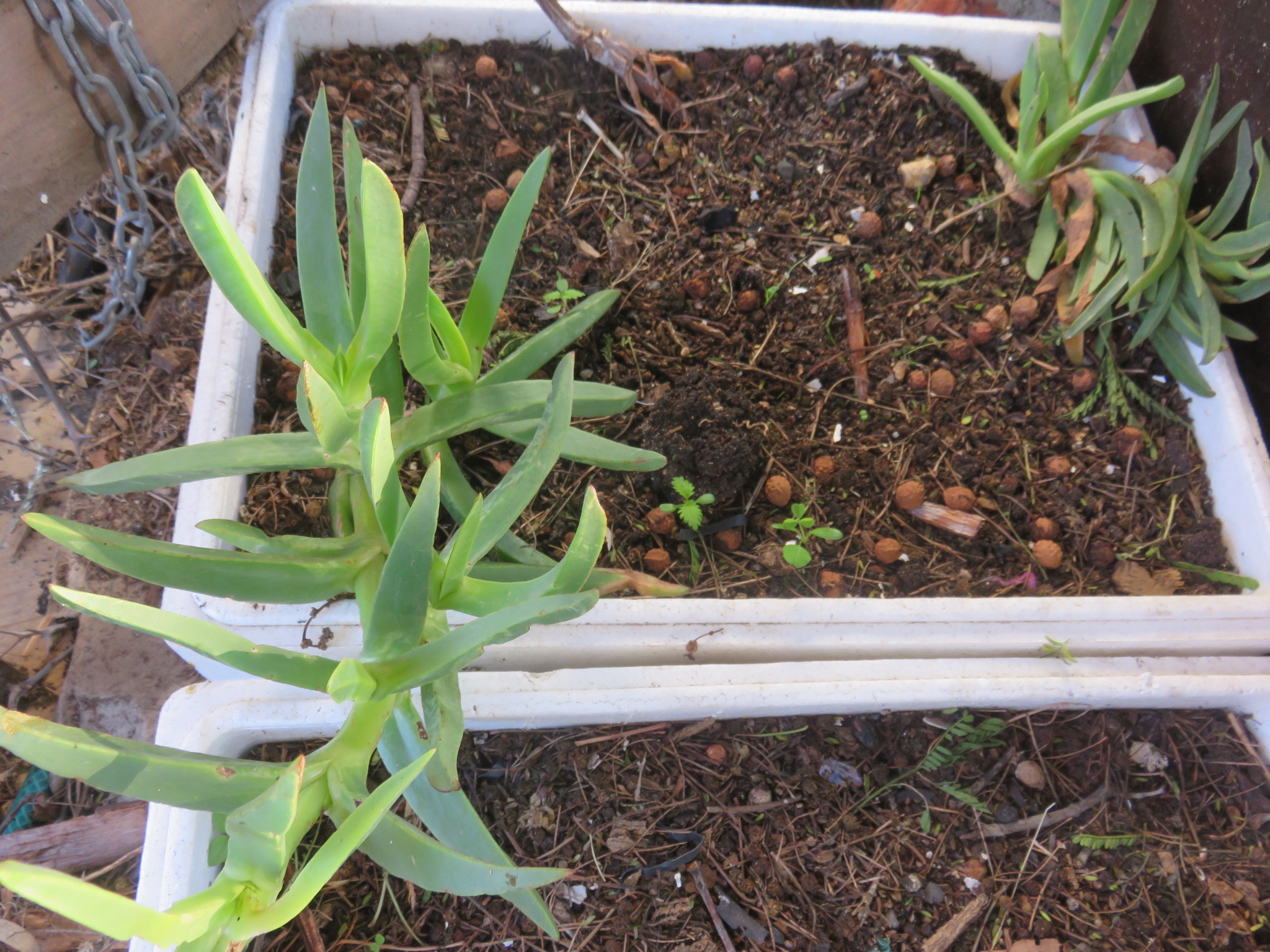 I transfer rooted stems to these trays and then to pots before planting in the garden.