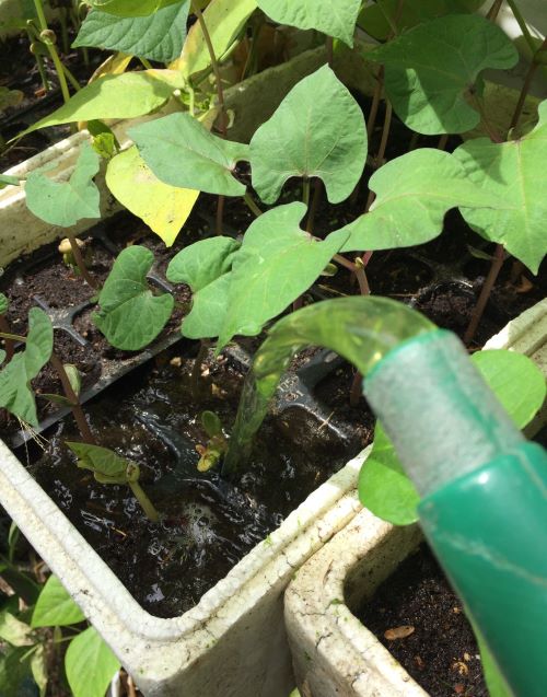 water bean seedlings daily