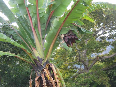 a massive wild banana in the wettish zone