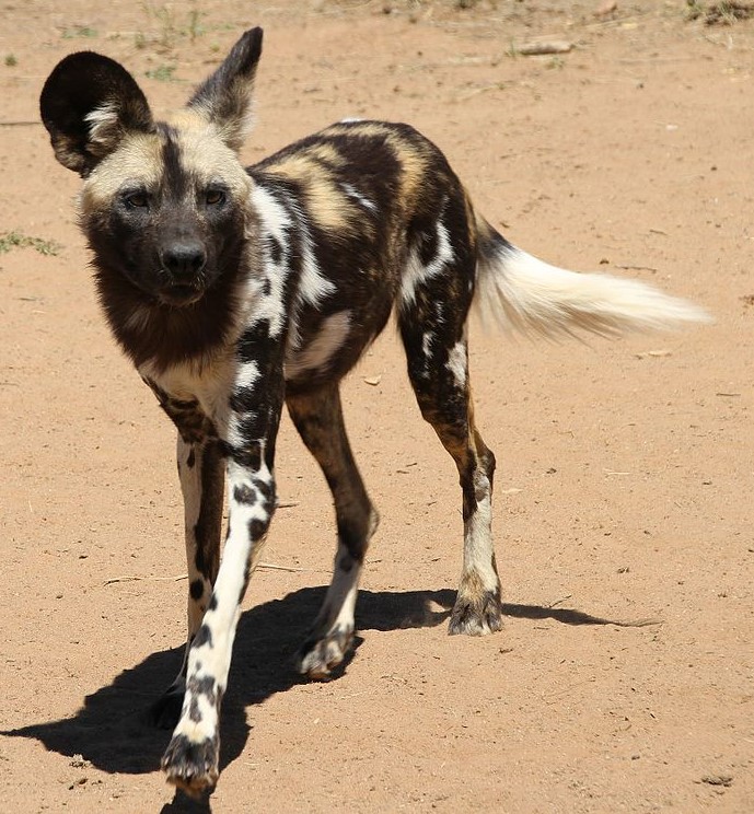 The West African wild dog may be the only true subspecies.