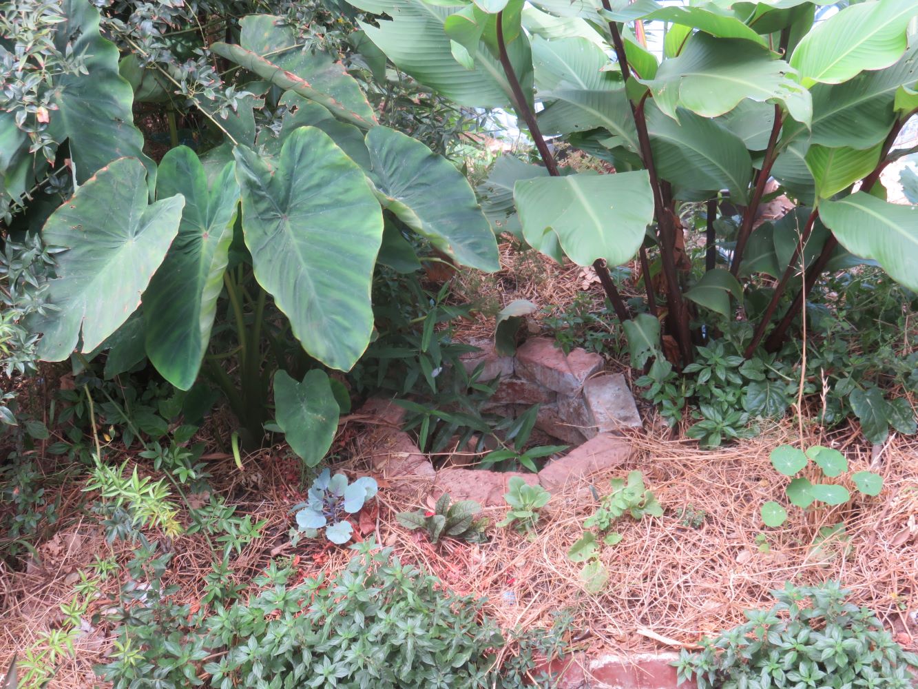 My early attempts to source gardening water in the grey water recycling system.