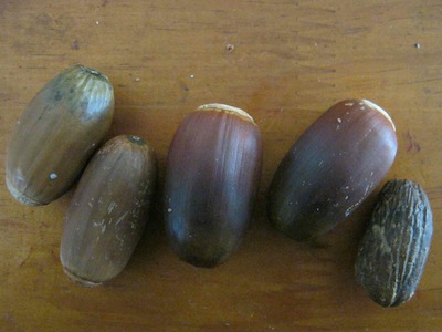 Quercus ilex (cork oak) acorns, the two fat smooth ones seem to be good still, and may give a tree for free...made for dry summers in the Mediterranean 