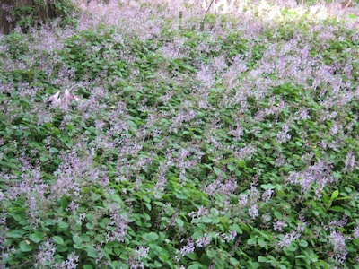 a shade loving living mulch is also an organic mulch with benefits