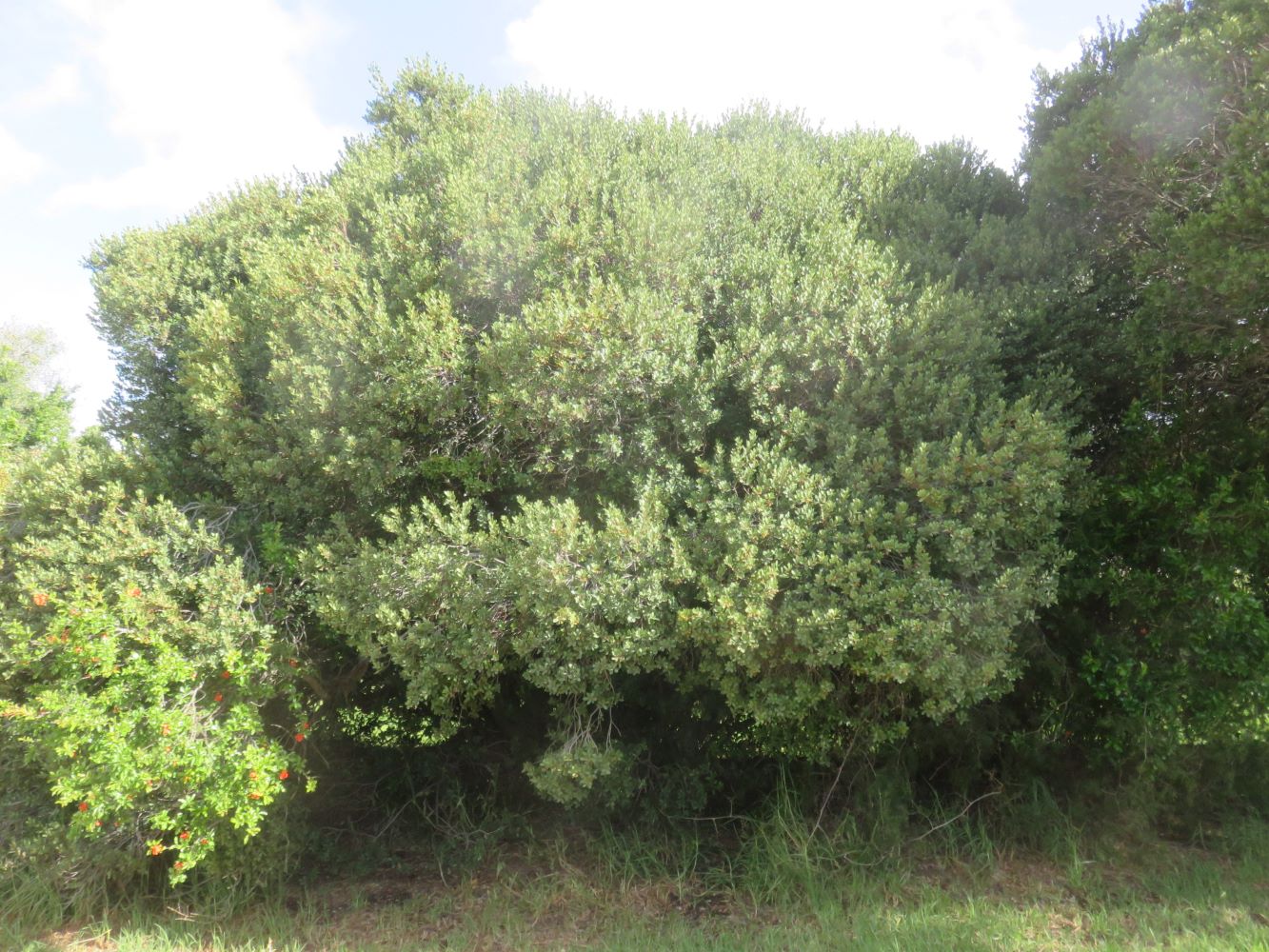 Euclea racemosa growing full sun. It is growing along a seasonal stream. The soil is sandy with clay banks nearby on the southern slopes of the Tygerberg, Cape Province.