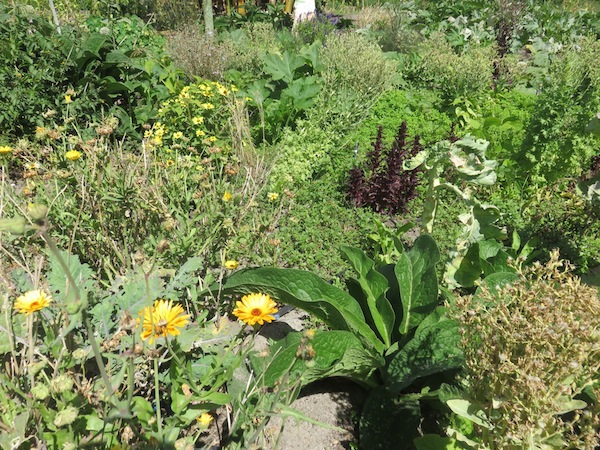 a lovely self seeding garden at one of our NGO's