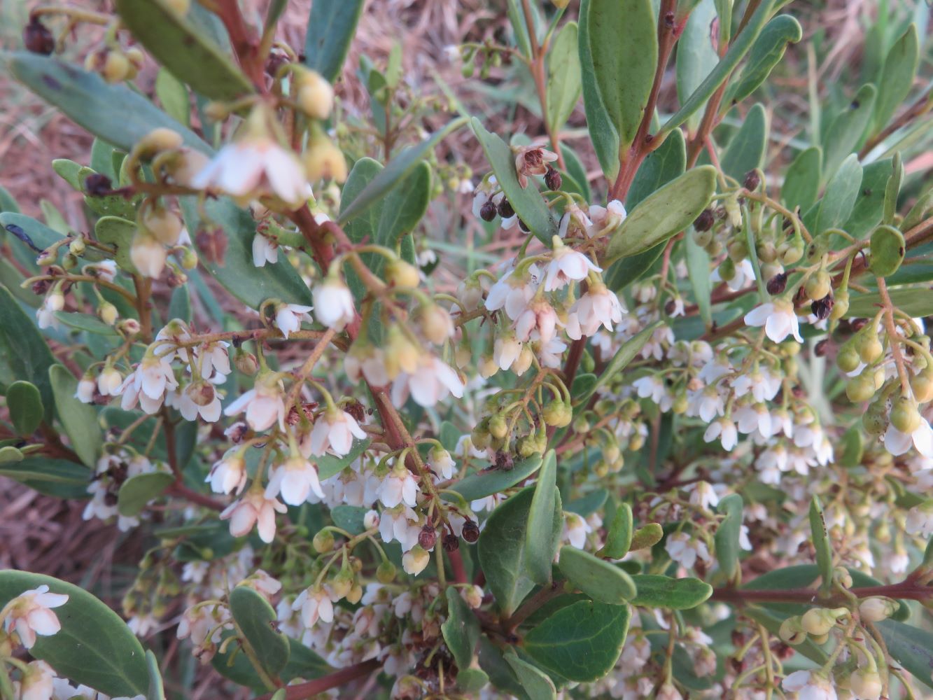 A beautiful compact native tree that produces sweet black berries. One of the wild plants harvested with the intention of propagating plants for the food forest.