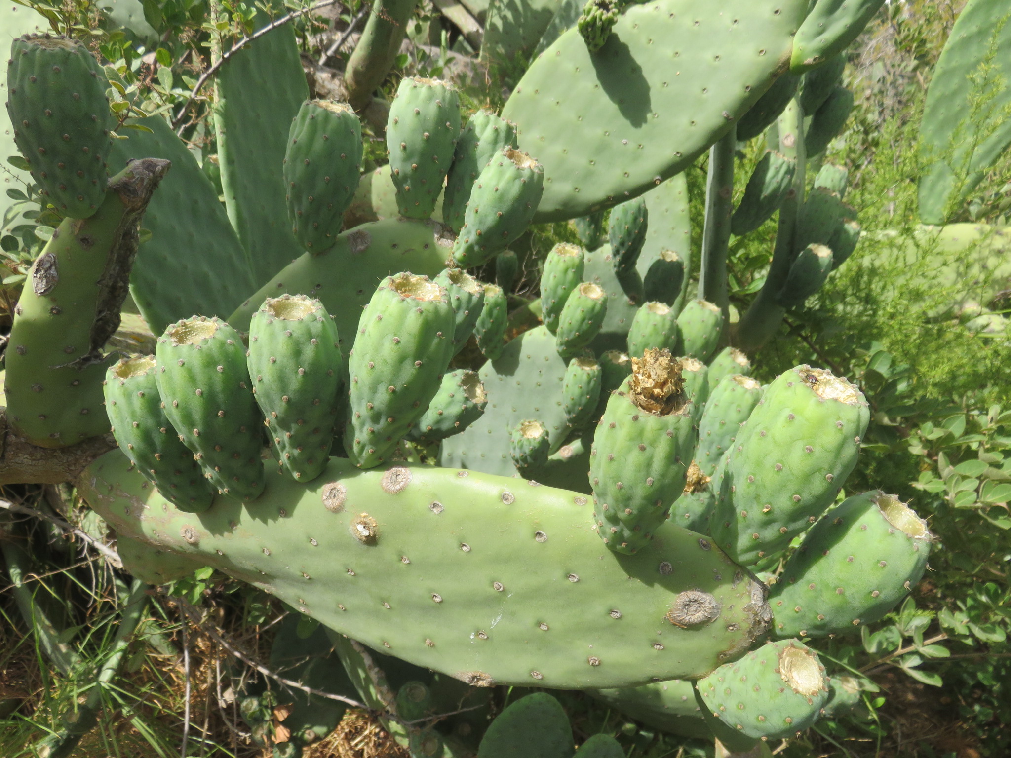 a nopal cactus or prickly pear in Plattekloof