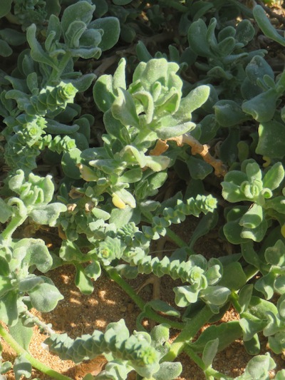 dune spinach