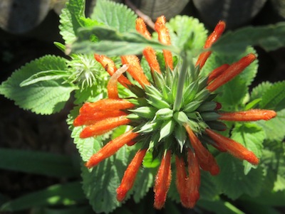 leonotus has bright orange flowers with nectar