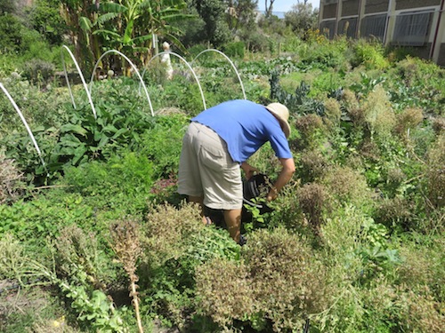 Phillipa amongst the lettuce seed, harvesting