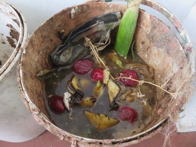 kitchen waste