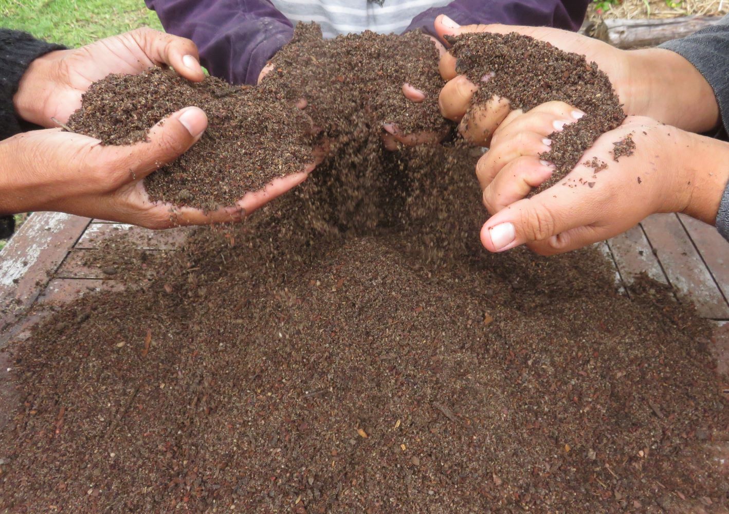 Getting a feel for the soil mix that South African plants of the fynbos love.