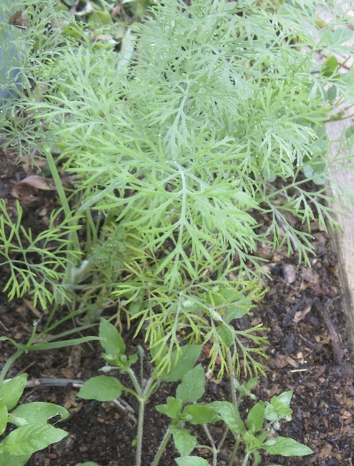 two weeks later remove collar and watch your plants thrive