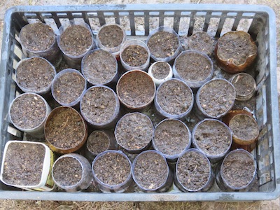 when the tubes are full sow with seed or plant up with seedlings