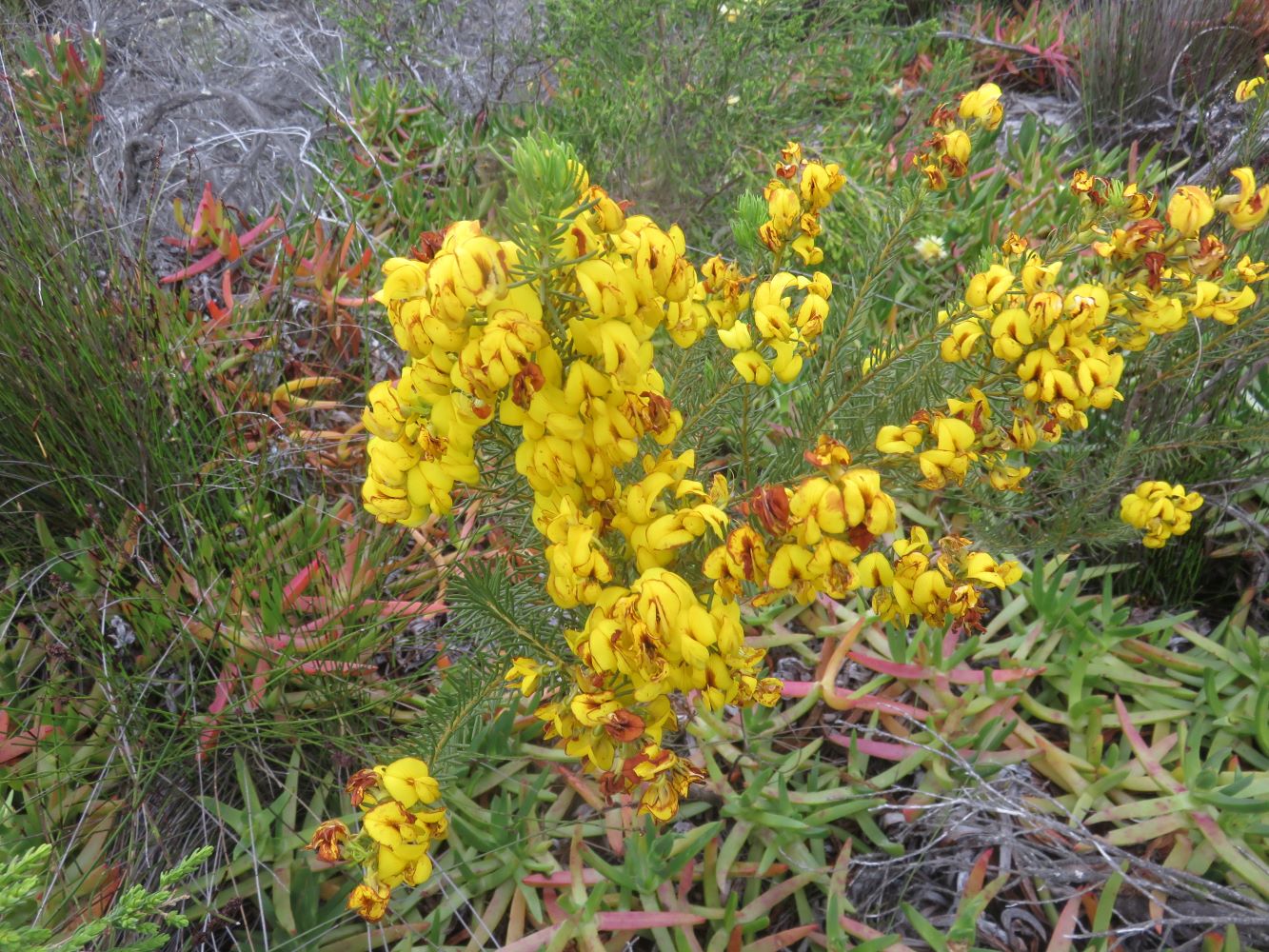 Cyclopea or honeybush. It is used to make the most delicious tea in the world.