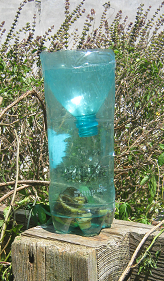 a home made trap with banana skins for organic fruit fly control